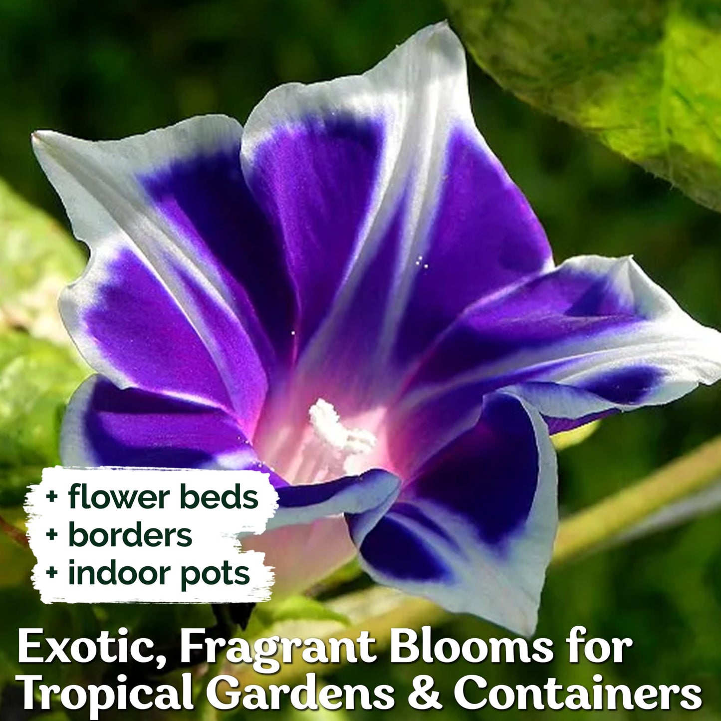 KVITER 100 Blue & White Morning Glory Seeds (Ipomoea) – Perennial Flower Seeds for Planting, Climbing Flowering Vines – Ideal Flower Seeds to Plant Outside & Inside in Containers, Trellises, Beds