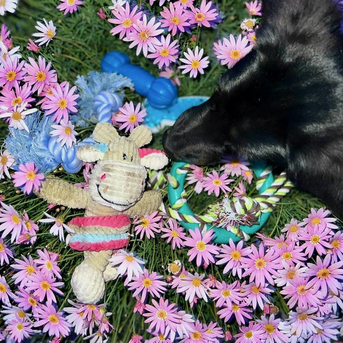 rocket & rex Dog Chew Toy Set for Small to Medium Breeds, Includes All Natural Rubber, Cotton, Ball & Rope Toys, Ideal Puppy Chew Toys for Teething, Reduces Destructive Chewing & Anxiety (Pack of 6)