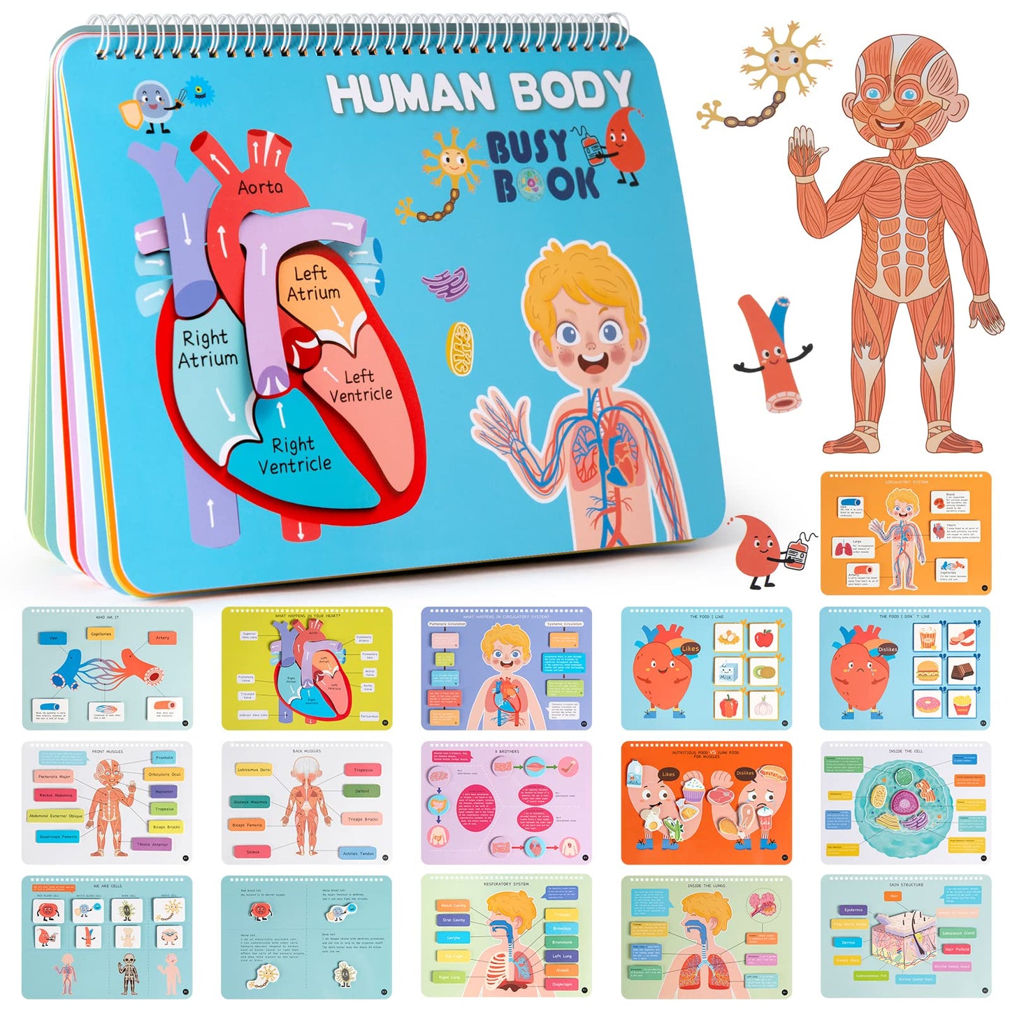 Freebear Montessori Busy Book for Kids, Human Body Anatomy Book for Toddlers, Preshool Kindergarten Learning Activities, Autism Sensory Toys, Gifts for Girls and Boys 4 5 6 7 Years - Human Body System