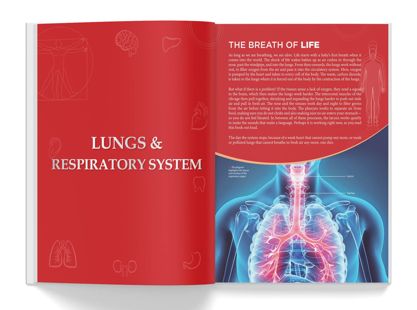 Knowledge Encyclopedia: Human Body (Knowledge Encyclopedia For Children)