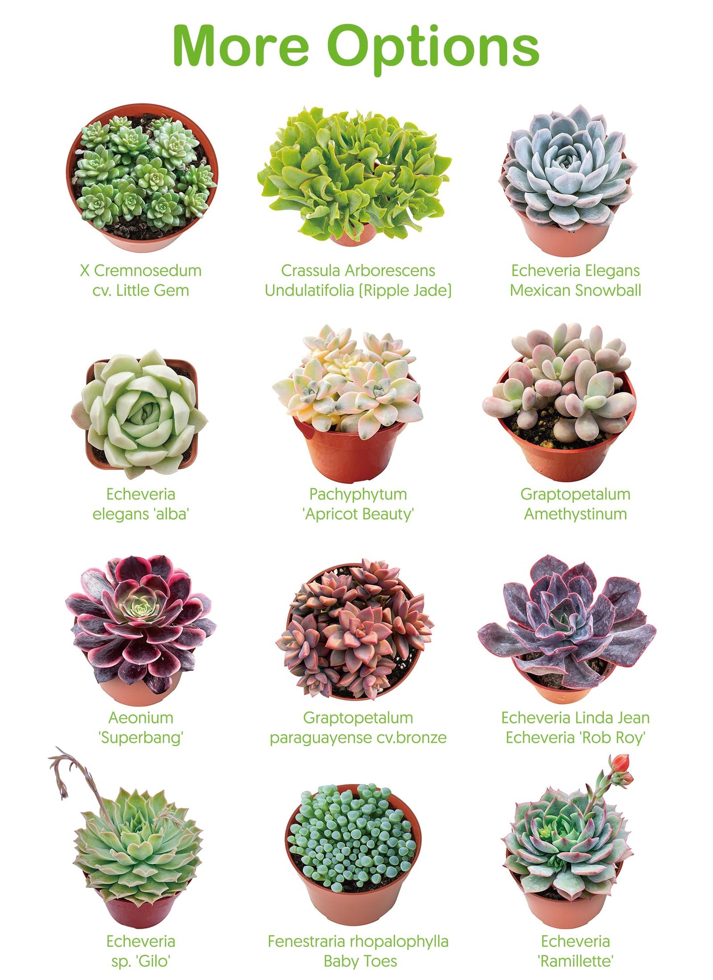 2" Live Succulent 'Baby Toes', Rare Succulent Plants Fully Rooted in Pots, Unique House Plant for DIY, Party Favor, Home Office Decoration