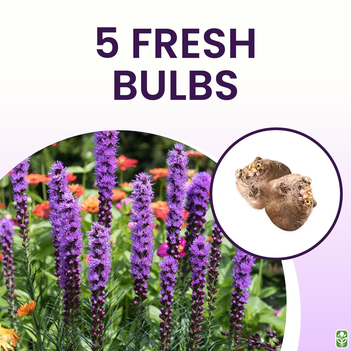 Purple Blazing Star - 5 Fresh Bulbs - Liatris Spicata Flower Bulb - Perennial Gayfeather Plant for Planting Outdoor - Perfect for Borders and Landscapes