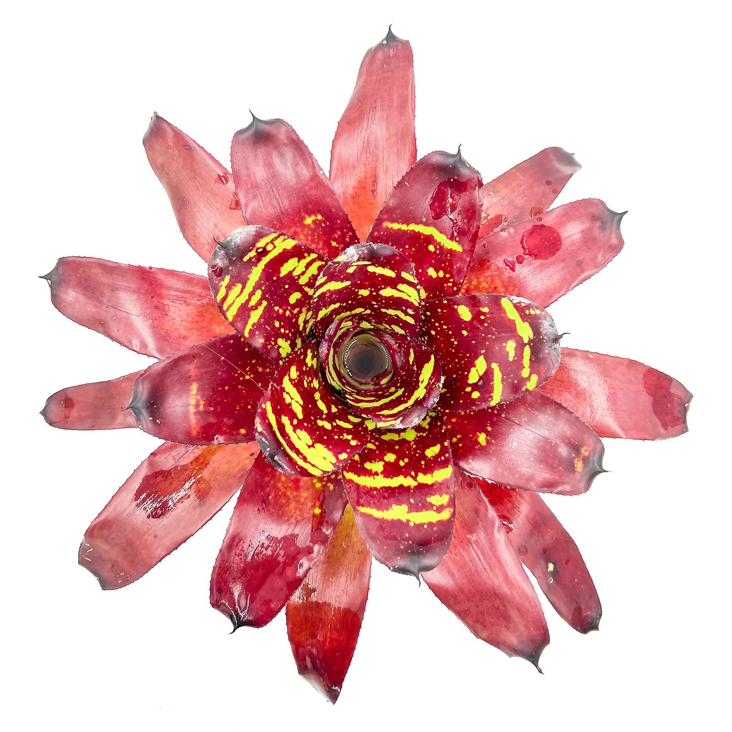 ragnaroc Live Plants - Bromeliad Neoregelia 'Green Eye', 16" Wide and 12" Tall in 6" Pot - 1ct - Live Arrival Guaranteed - House Plants for Home Decor & Gift