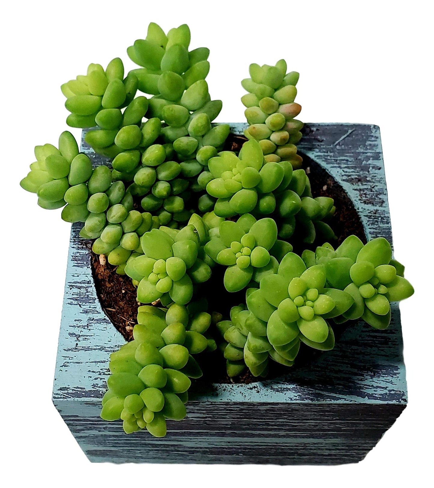 Living Succulent 4" Donkey Tails, Fully Rooted Succulents Plants Live, Succulent Plants Trailing Hanging, Sedum Burrito House Plant for Home Office Decoration, DIY Projects, Party Favor Gift