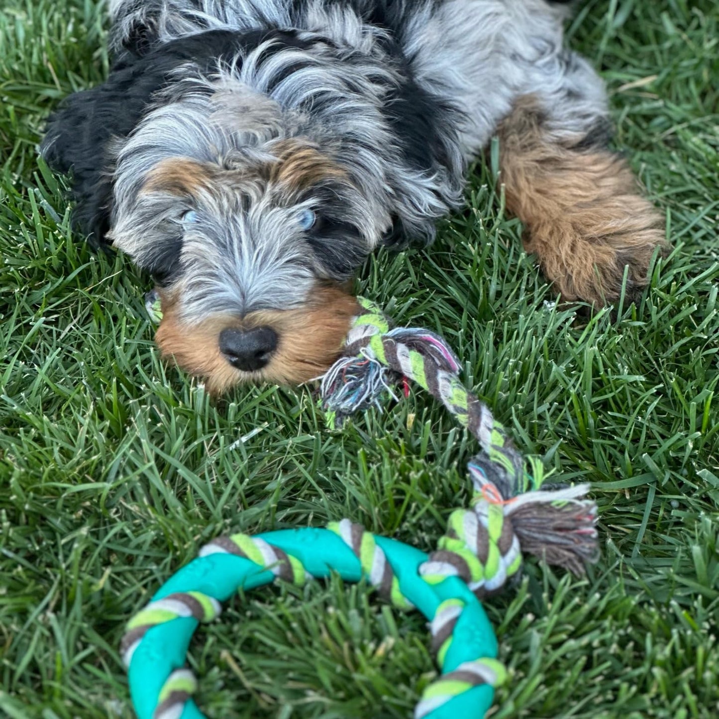 rocket & rex Dog Chew Toy Set for Small to Medium Breeds, Includes All Natural Rubber, Cotton, Ball & Rope Toys, Ideal Puppy Chew Toys for Teething, Reduces Destructive Chewing & Anxiety (Pack of 6)