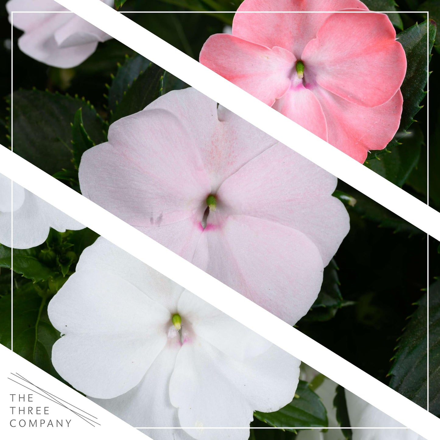Live Flowering New Guinea Impatiens - Grower's Choice Assorted Colors (3 Plants Per Pack) - Beautiful Flowering Shade Flowers - 12" Tall by 5" Wide in 1 Qt Pot