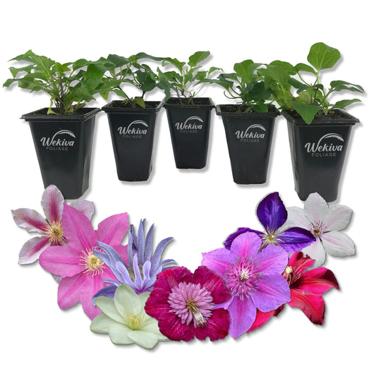 Clematis Variety Pack - 5 Live Starter Plants in 2 Inch Pots - Grower's Choice One Each of Multiple Clematis Varieties - Beautiful Flowering Vines from Florida