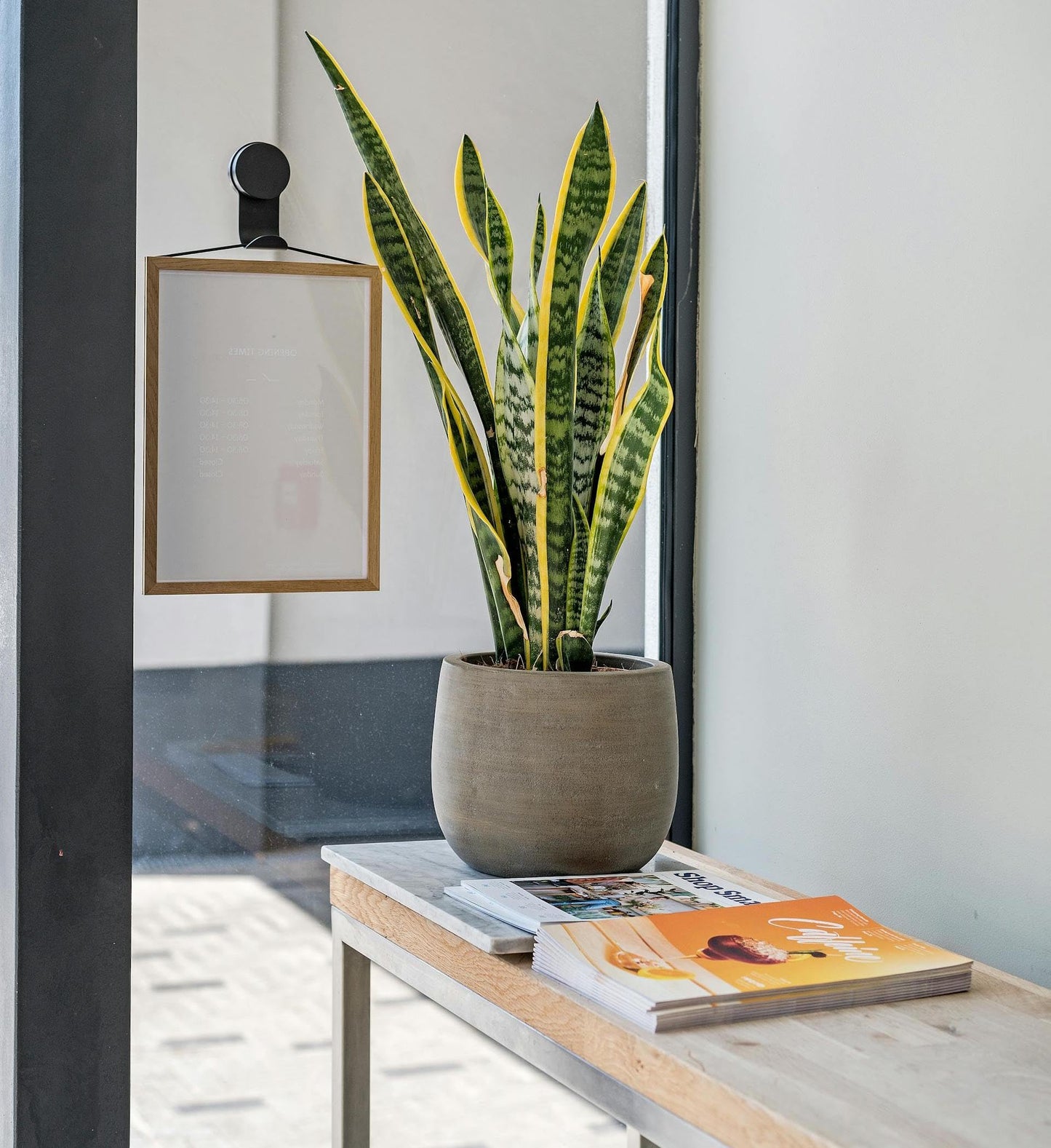 Live Snake Plant – Sansevieria Superba Trifasciata – ragnaroc Tropical Plant in 4” Pot +6” Plant Height, Indoor House Plant in Pot, Potted Succulent Plant