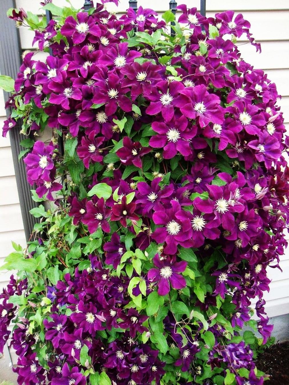 Mixed Clematis Seeds Flower Vine Perennial Flower 20 Pcs Seeds