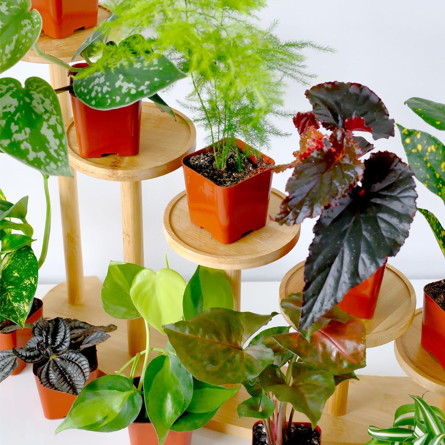 Easy to Grow Houseplants (Pack of 6), Live House Plants in Containers, Growers Choice Plant Set in Planters with Potting Soil Mix, Home Décor Planting Kit or Outdoor Garden Gifts by Plants for Pets