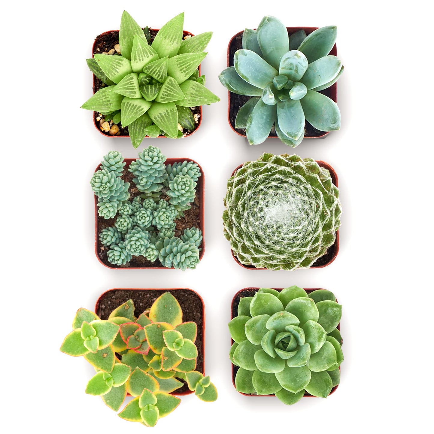 Shop Succulents Mixed Succulent Plant Pack 2" Grow Pot Pack of 6