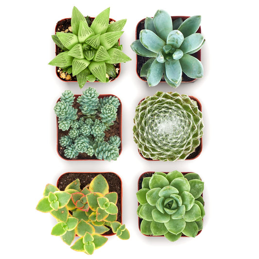 Shop Succulents Mixed Succulent Plant Pack 2" Grow Pot Pack of 6