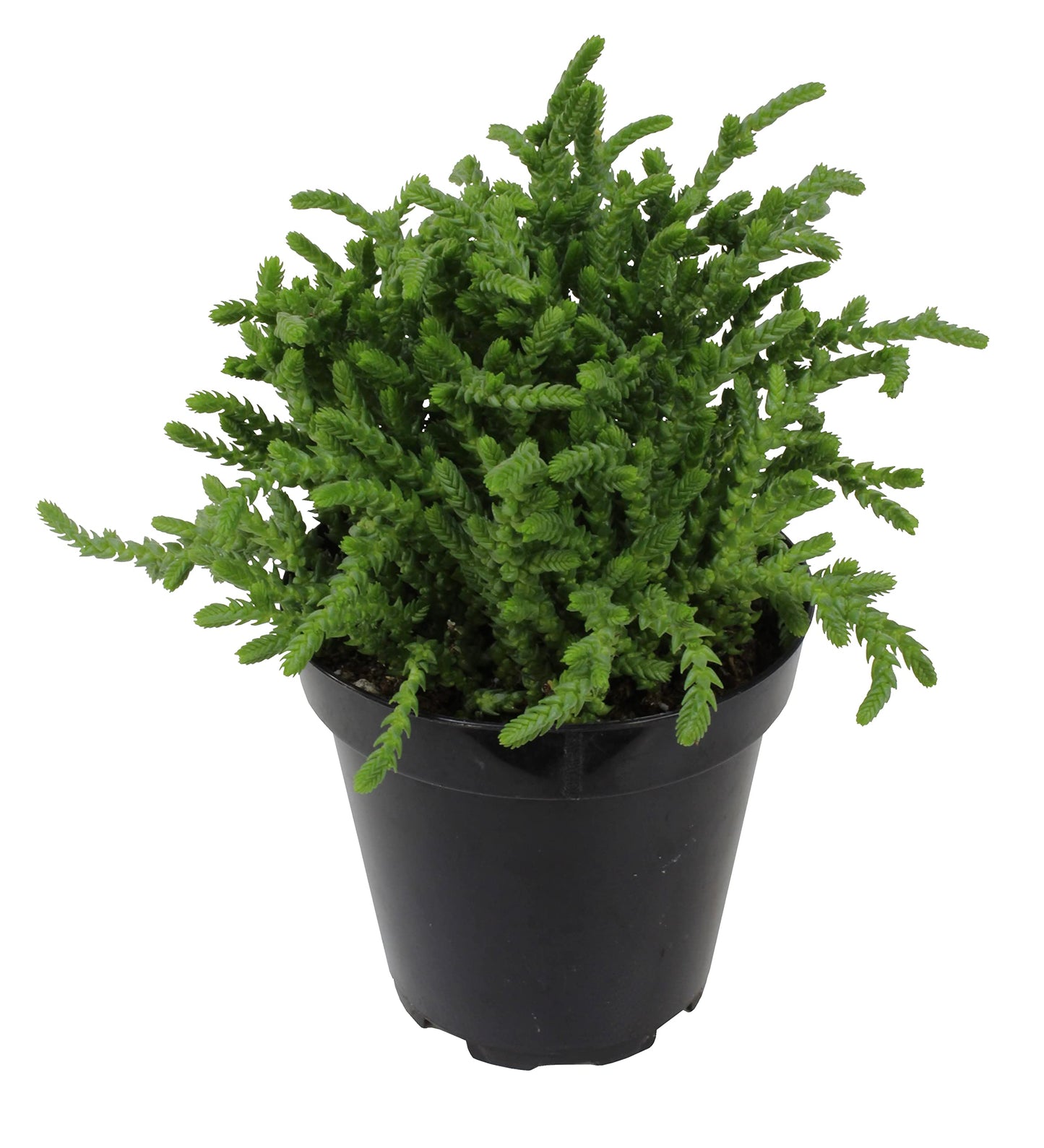 Altman Plants, 3.5" Watch Chain Crassula Live Succulent Plant Succulent Plants, Live Succulents Plants Live Indoor Plants Live Houseplants Live Indoor House Plants Indoors, Live Plants Indoor Plants