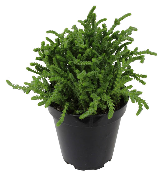 Altman Plants, 3.5" Watch Chain Crassula Live Succulent Plant Succulent Plants, Live Succulents Plants Live Indoor Plants Live Houseplants Live Indoor House Plants Indoors, Live Plants Indoor Plants