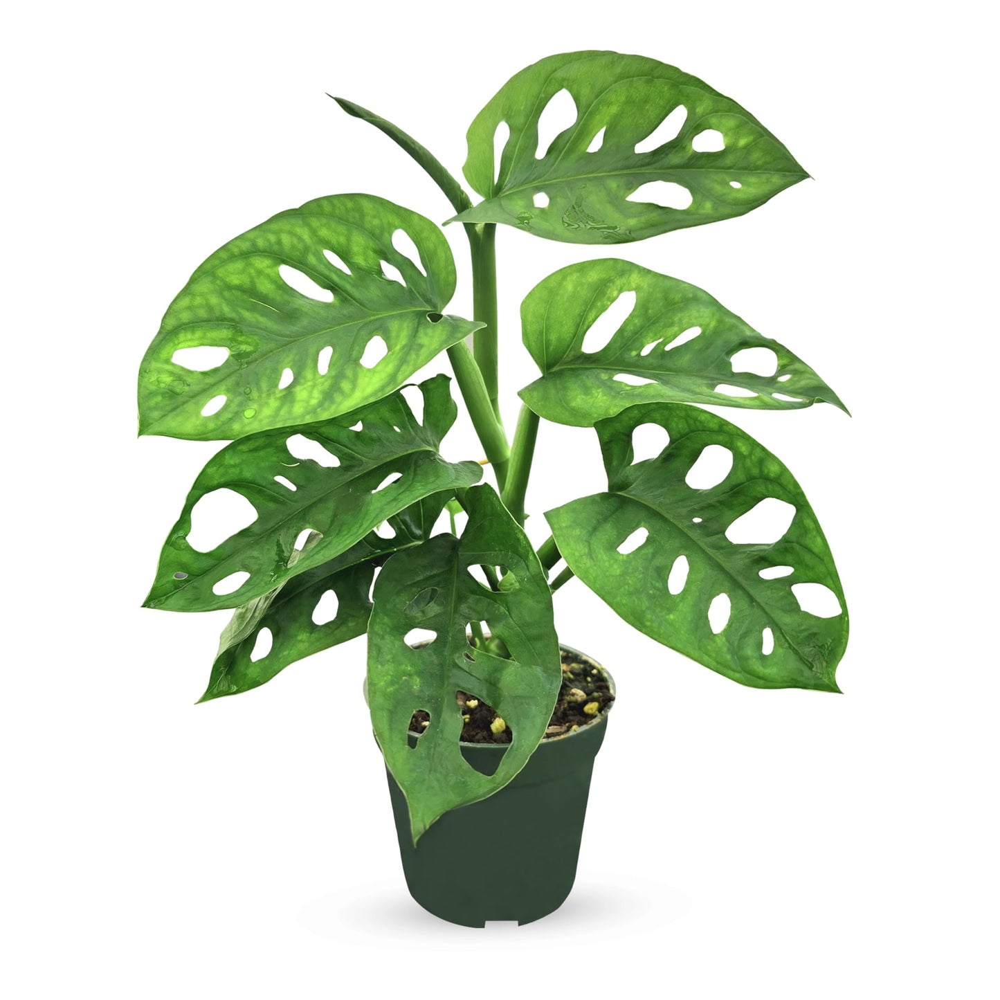Bumble Plants Monstera Adansonii Real Indoor Plants Live Houseplants [Winter Thermal Packaging Included] | Air Purifier Indoor Plants | Real Plants Decor for Living Room, Office, Desk & Bathroom