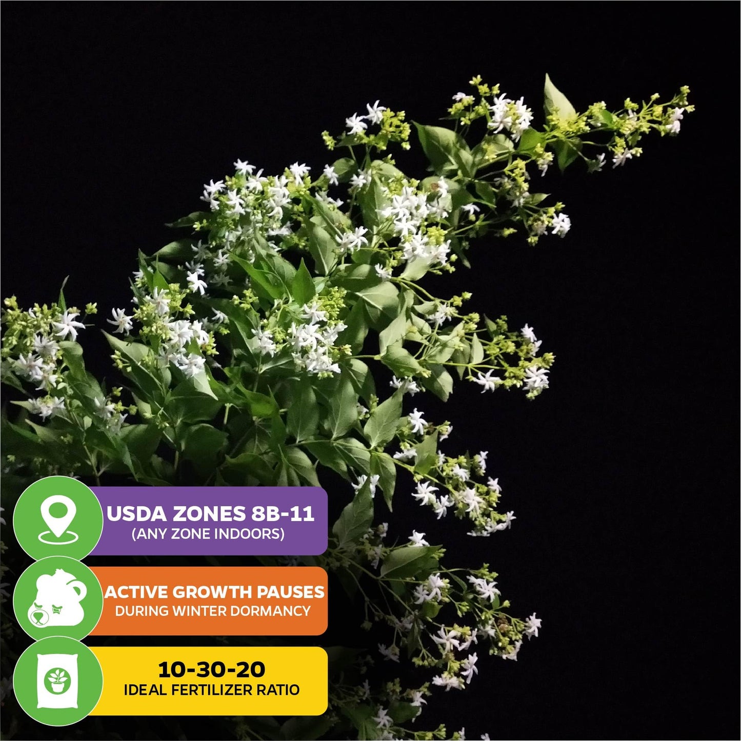 Night Blooming Jasmine Live Plant - Cestrum nocturnum - Wellspring Gardens Starter Plant