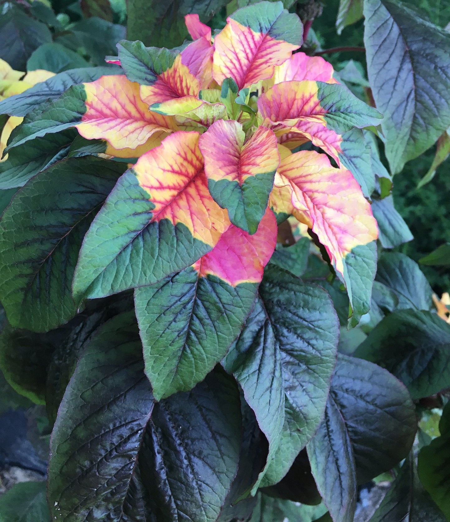 Joseph's Coat Amaranthus Tricolor Amaranth Summer Poinsettia Premium Seeds for Planting Packet