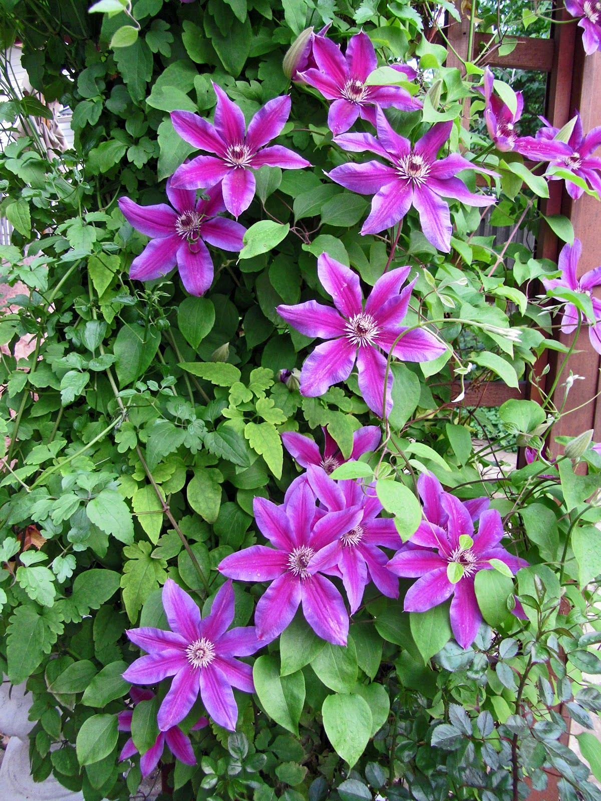 Clematis Fireworks - Live Plant in a 4 Inch Growers Pot - Clematis 'Fireworks' - Starter Plants Ready for The Garden - Beautiful Deep Pink and Purple Flowering Vine