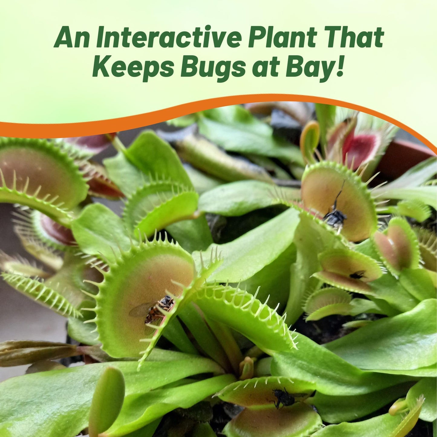 Outsidepride Venus Flytrap Seeds - 10 Pcs Perennial, Unique & Carnivorous, Indoor Plant Seeds for House Plants, Easy to Grow & Low Maintenance, Ideal for Terrariums, Pots, & Non-Winter Hardy Zones