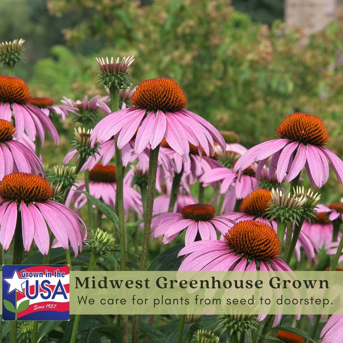 Clovers Garden Purple Coneflower (Echinacea Purpurea) Plants – Two (2) Live Plants – Non-GMO - Not Seeds - Each 4" to 8" Tall – in 4" Inch Pots – Hardy Flowering Perennial, Pollinator Favorite