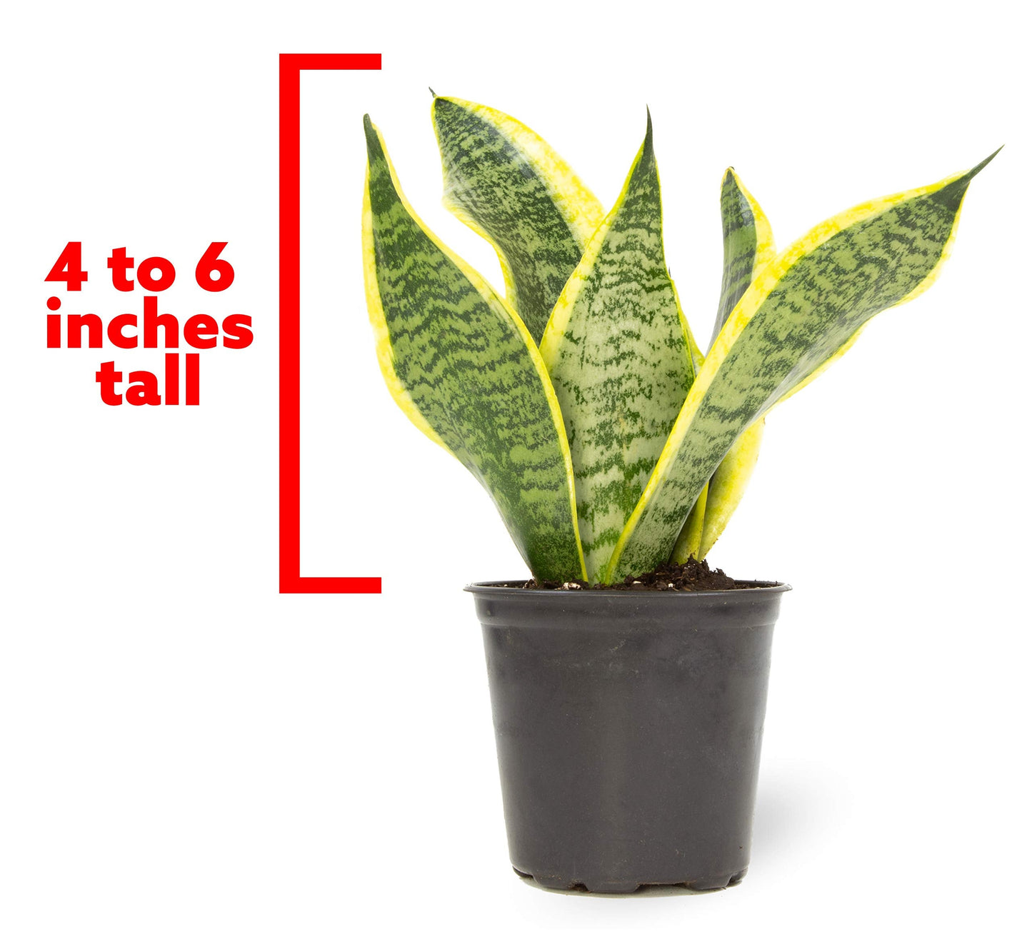 Live Snake Plant, Sansevieria trifasciata Superba, Fully Rooted Indoor House Plant in Pot, Mother in Law Tongue Sansevieria Plant, Potted Succulent Plant, Houseplant in Potting Soil by Plants for Pets
