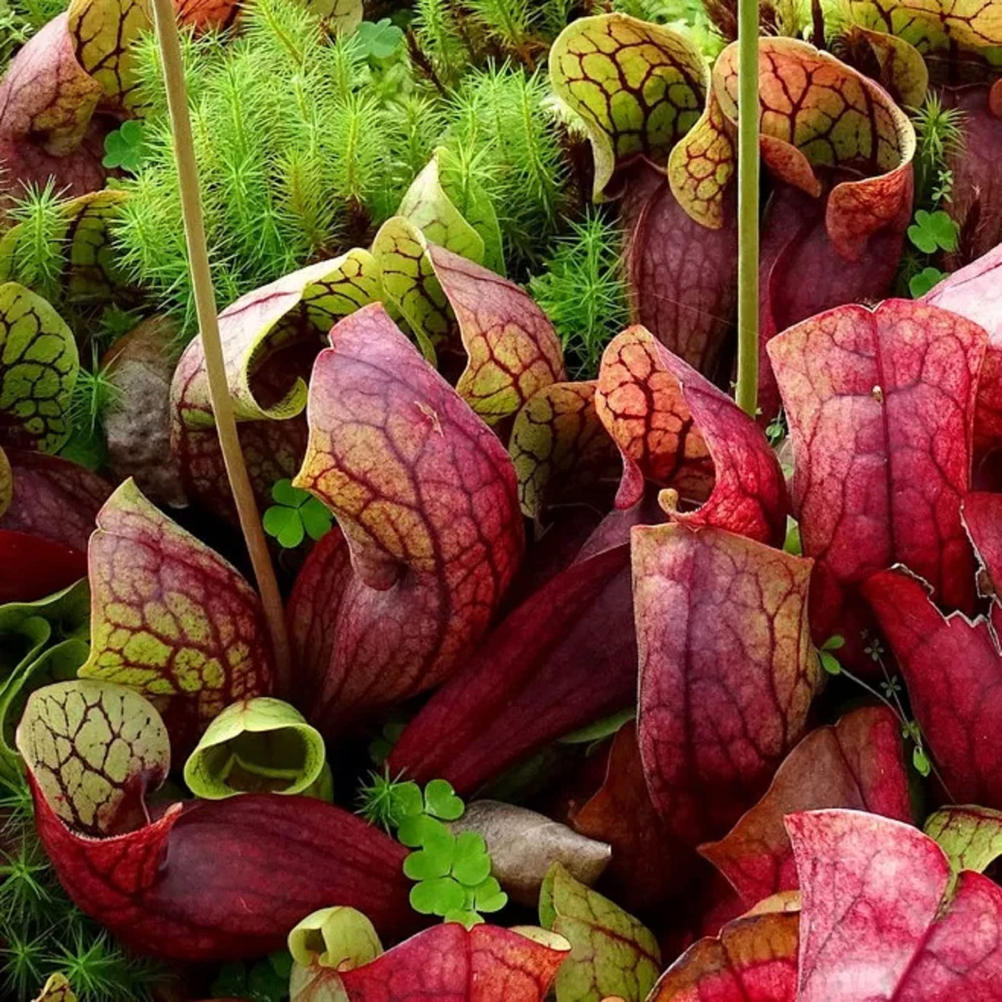 CHUXAY GARDEN Sarracenia Purpurea-Purple Pitcher Plant,Northern Pitcher Plant,Turtle Socks,Side-Saddle Flower 25 Seeds Hardy Carnivorous Plant Great for Garden
