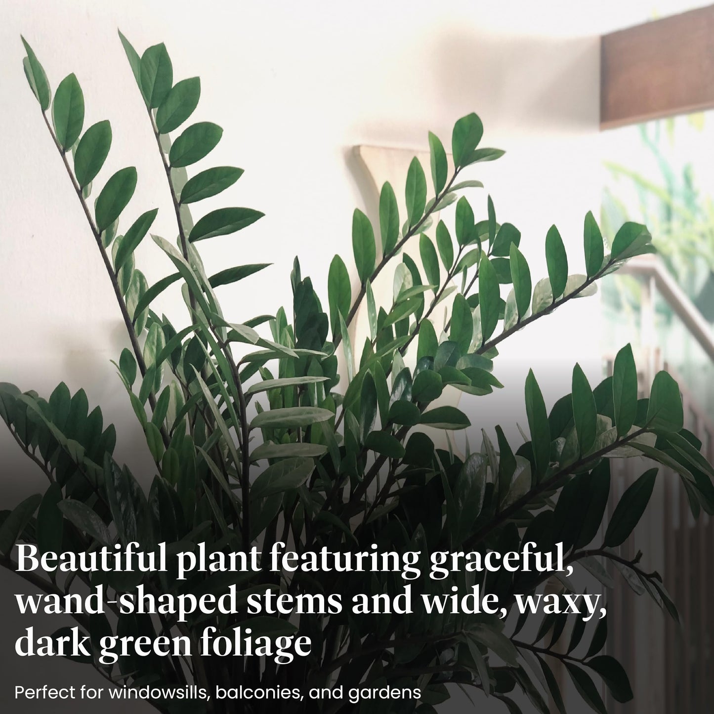 American Plant Exchange ZZ Plant 'Zanzibar Gem' – 6-Inch Pot – Live Easy Care Drought-Tolerant Houseplant, Low-Light Indoor Plant for Home, Office, & Modern Décor