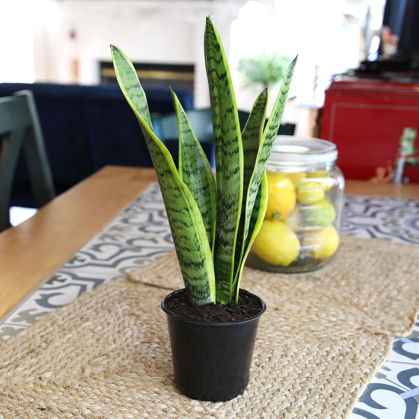 Altman Plants Sansevieria Laurentii Variegated Snake Plants (Approx. 10 in. Tall), Easy Plant, Air Purifying Plant & Desk Plant Decor, Striped Live Snake Plant Live Plants, Indoor Plants & Houseplants