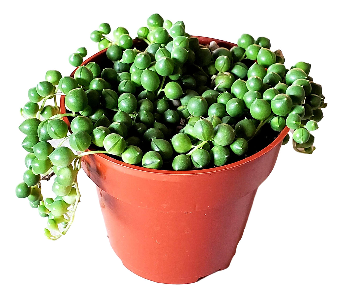 String of Pearls Succulents Plants Live, Succulent Plants Fully Rooted, Rare House Plant for Home Office Decoration, DIY Projects, Party Favor Gift by Fatplants (2, 4 Inch)