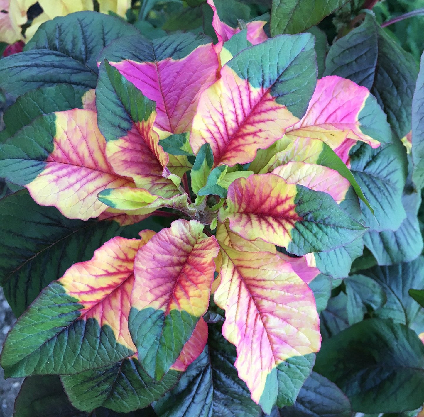 Joseph's Coat Amaranthus Tricolor Amaranth Summer Poinsettia Premium Seeds for Planting Packet