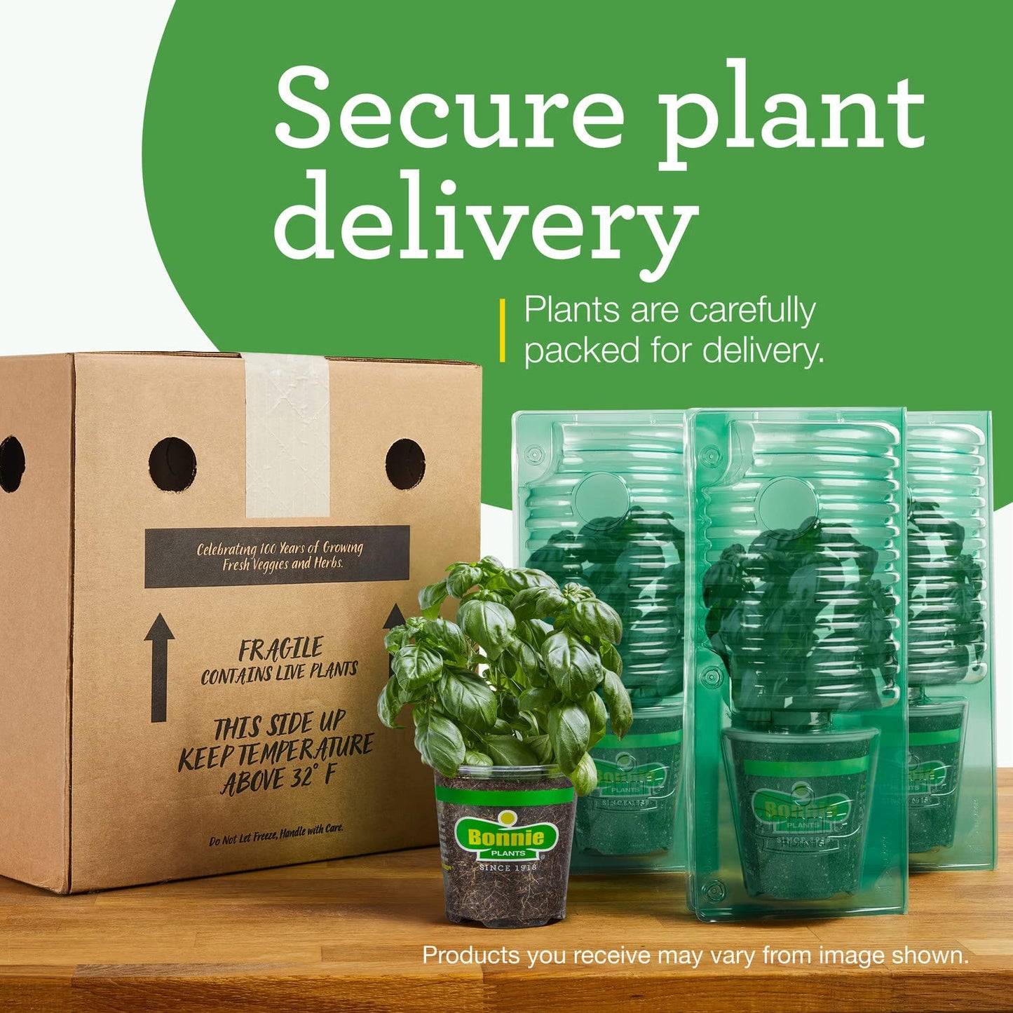 Bonnie Plants Flat Italian Parsley Live Herb Plants - 4 Pack, Biennial, Non-GMO, Garnish, Seasoning, Salads, Palate Cleanser