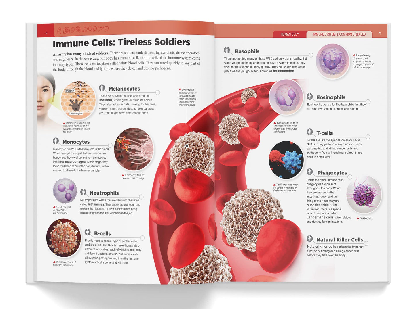 Knowledge Encyclopedia: Human Body (Knowledge Encyclopedia For Children)