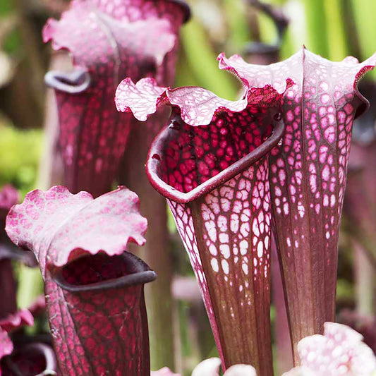 Sarracenia Purpurea Seeds Purple Pitcher Plant Unique Pitcher-Shaped Leaves Attract Pollinators Thrive in Nutrient-Poor Wetland Environments Garden Outdoor 25Pcs by YEGAOL Garden