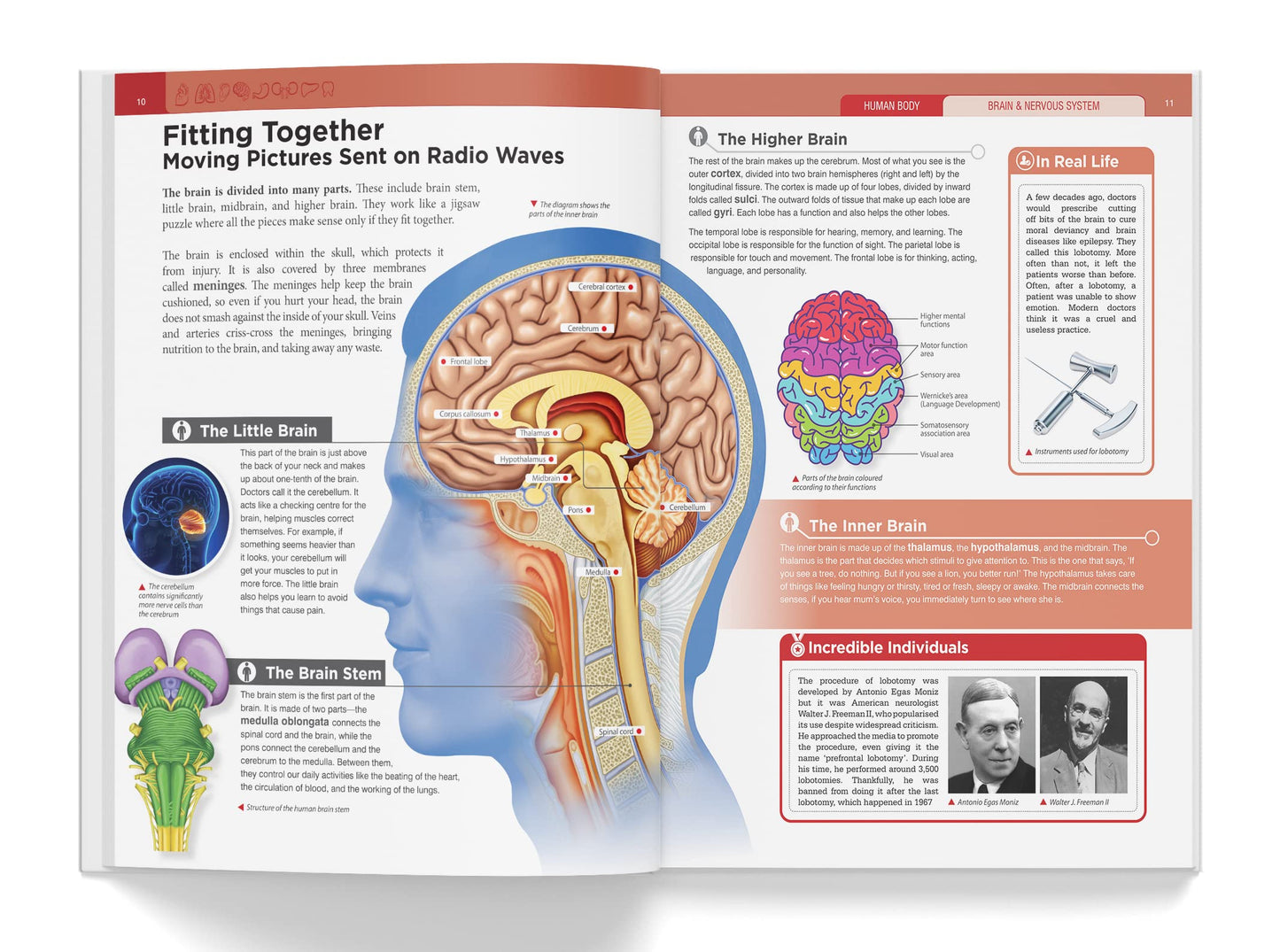 Knowledge Encyclopedia: Human Body (Knowledge Encyclopedia For Children)