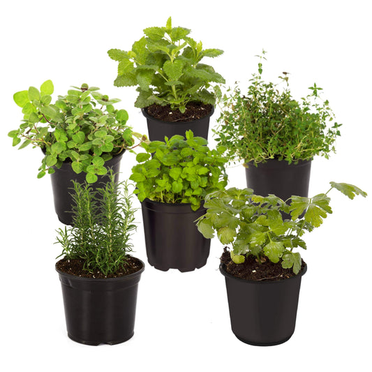 Live Aromatic and Edible Herb Assortment (Lemon Verbena, Eucalyptus, Mint, Lemon Balm, Other Assorted Herbs), 6 Plants Per Pack