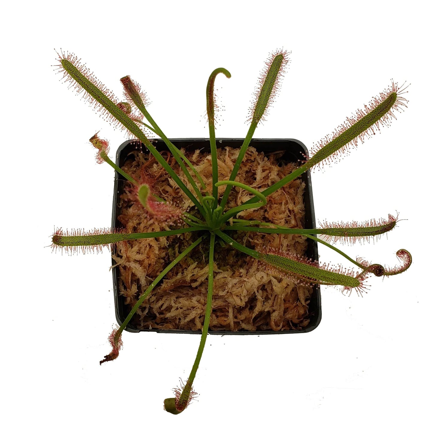 Cape Sundew - Drosera capensis - Carnivorous Plant 3" Pot