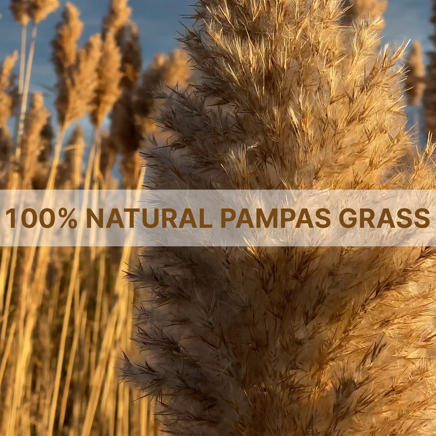 22pcs Pampas Grass Decor-Natural Dried Fluffy Brown Pompas Grass,Short Fluffy Pampas Grass Bulk for Small Boho vases,Wedding Flower,Boho Home Decor,Living Room Table Decor(17inch)