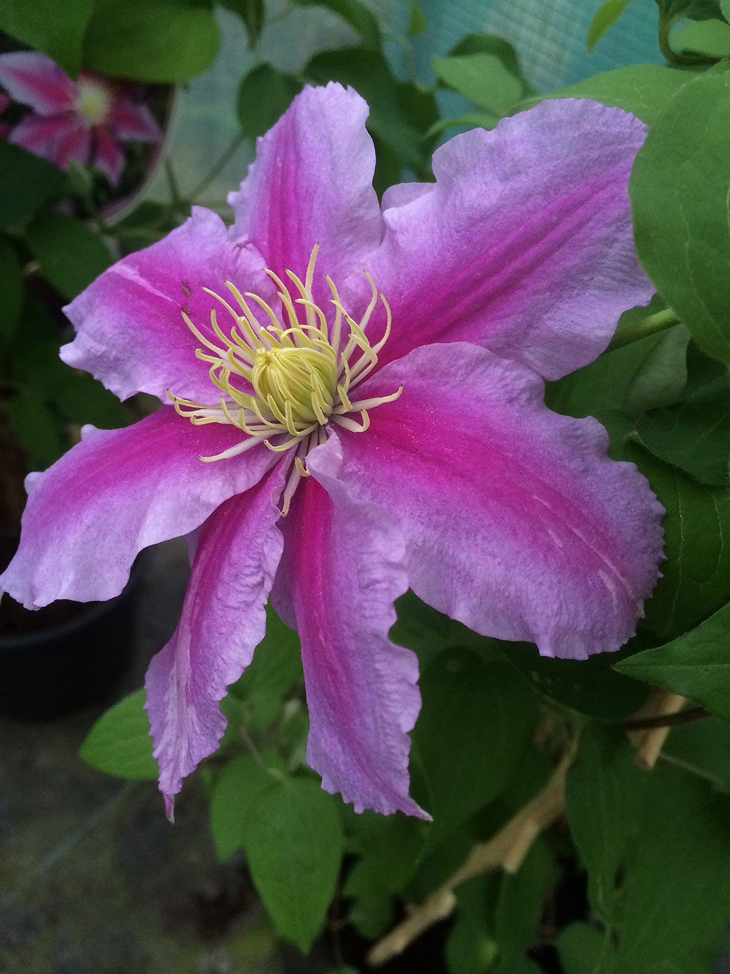Asao Clematis - Live Plant in a 4 Inch Growers Pot - Clematis 'Asao' - Starter Plants Ready for The Garden - Bold and Beautiful Pink Flowering Vine
