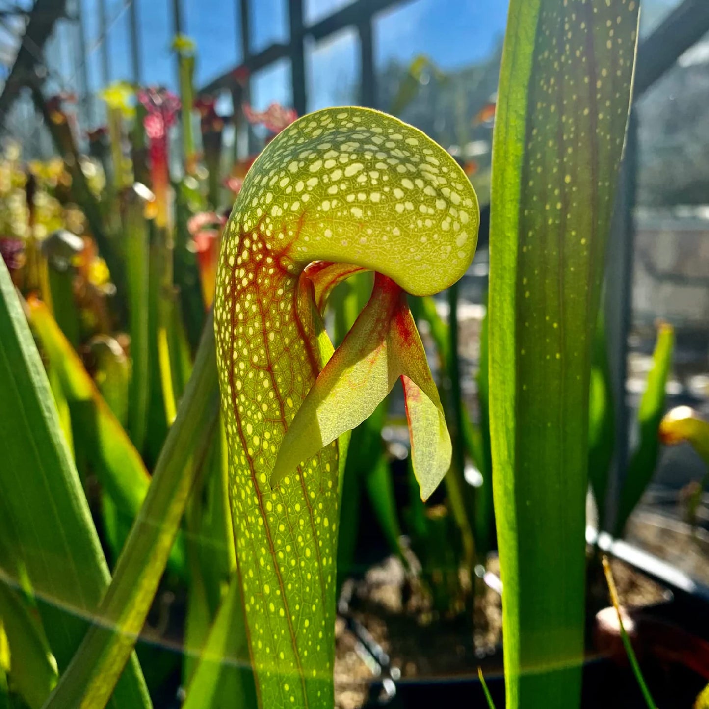 CHUXAY GARDEN California Pitcher Plant-Darlingtonia Californica,Cobra Lily,Cobra Plant 10 Seeds Rare Plants