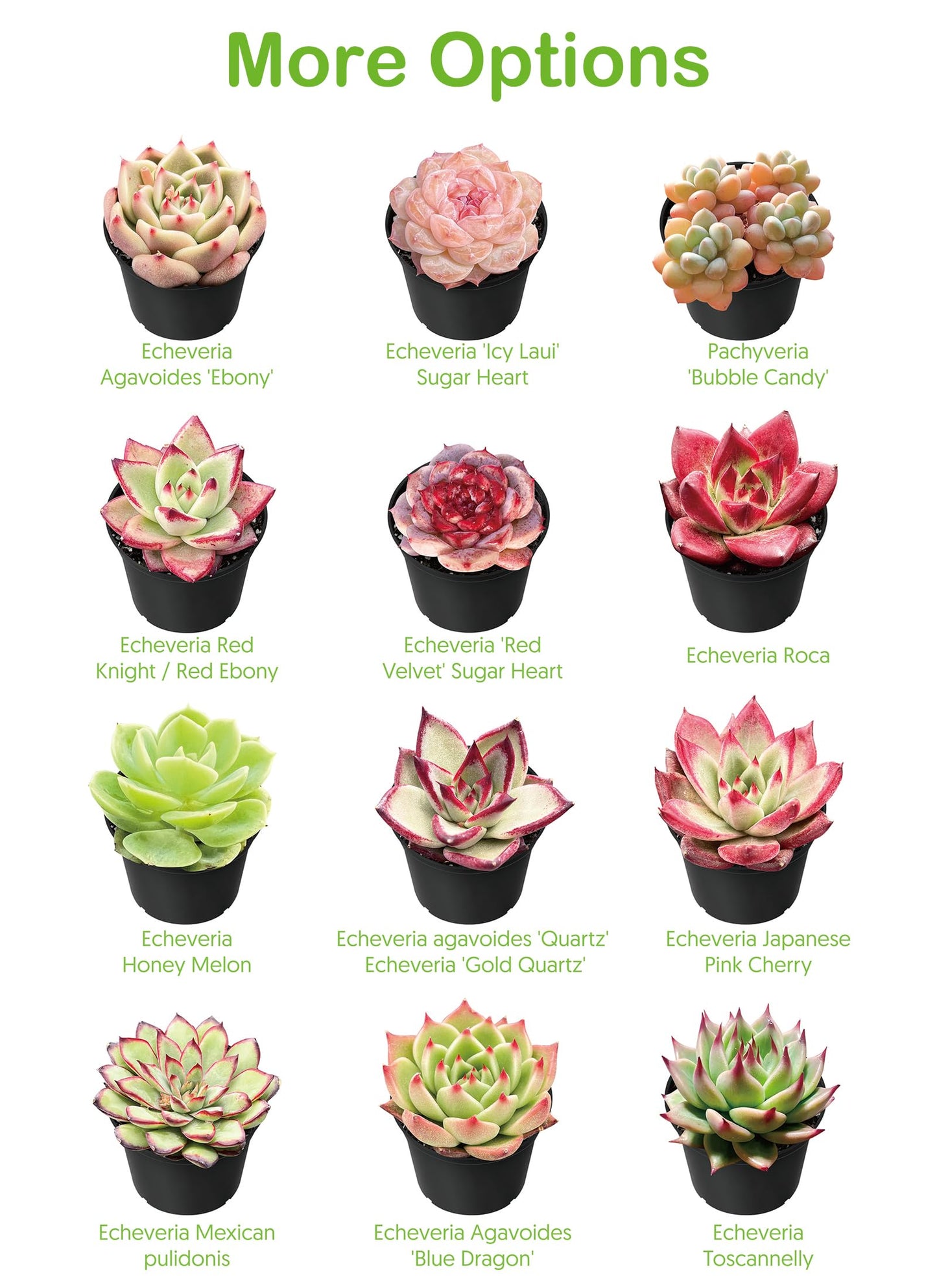 2" Live Succulent 'Baby Toes', Rare Succulent Plants Fully Rooted in Pots, Unique House Plant for DIY, Party Favor, Home Office Decoration