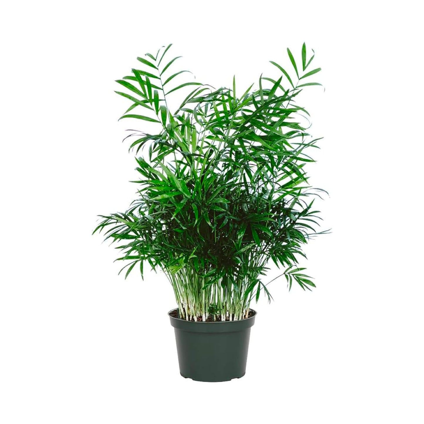 American Plant Exchange Parlor Palm – Live 6-Inch Potted Houseplant, Easy-Care Air-Purifying Indoor Palm, Low-Light Tolerant Tropical Plant for Home, Office, Bedroom & Modern Indoor Décor