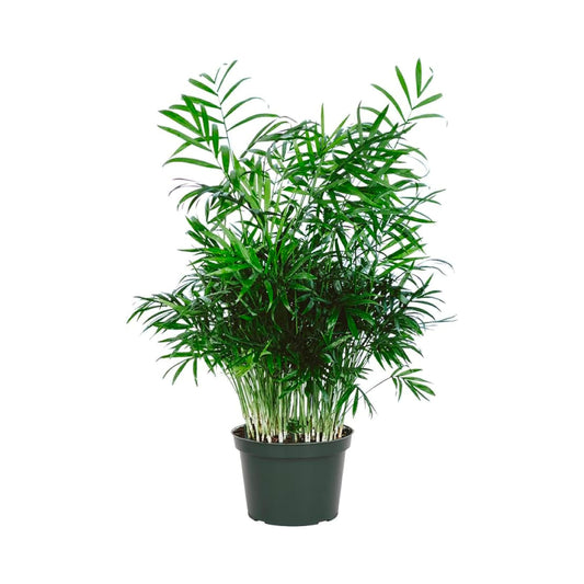 American Plant Exchange Parlor Palm – Live 6-Inch Potted Houseplant, Easy-Care Air-Purifying Indoor Palm, Low-Light Tolerant Tropical Plant for Home, Office, Bedroom & Modern Indoor Décor