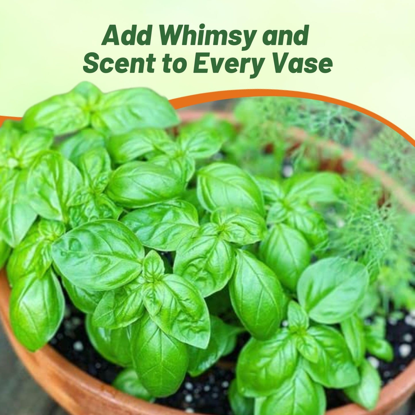 Outsidepride Genovese Sweet Basil Seeds for Planting - 1/2 lb. Easy to Grow Annual Herb Garden Seeds with Aromatic & Flavorful Foliage for Containers, Companion Planting, Indoors & Outdoors