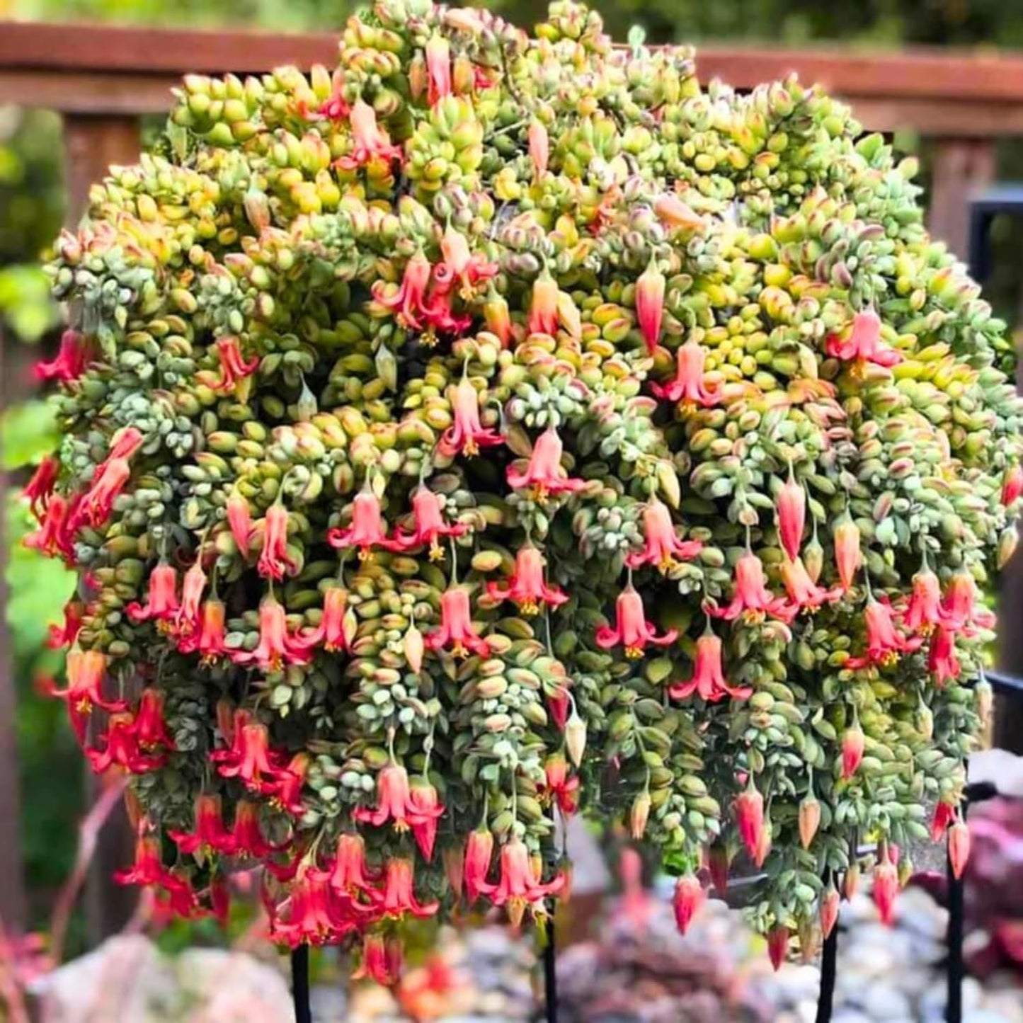 Cotyledon Pendens Succulent Live Plant, Trailing Succulent Plant Live Houseplant in 2 Inch Pot, Small Succulent Live Plant