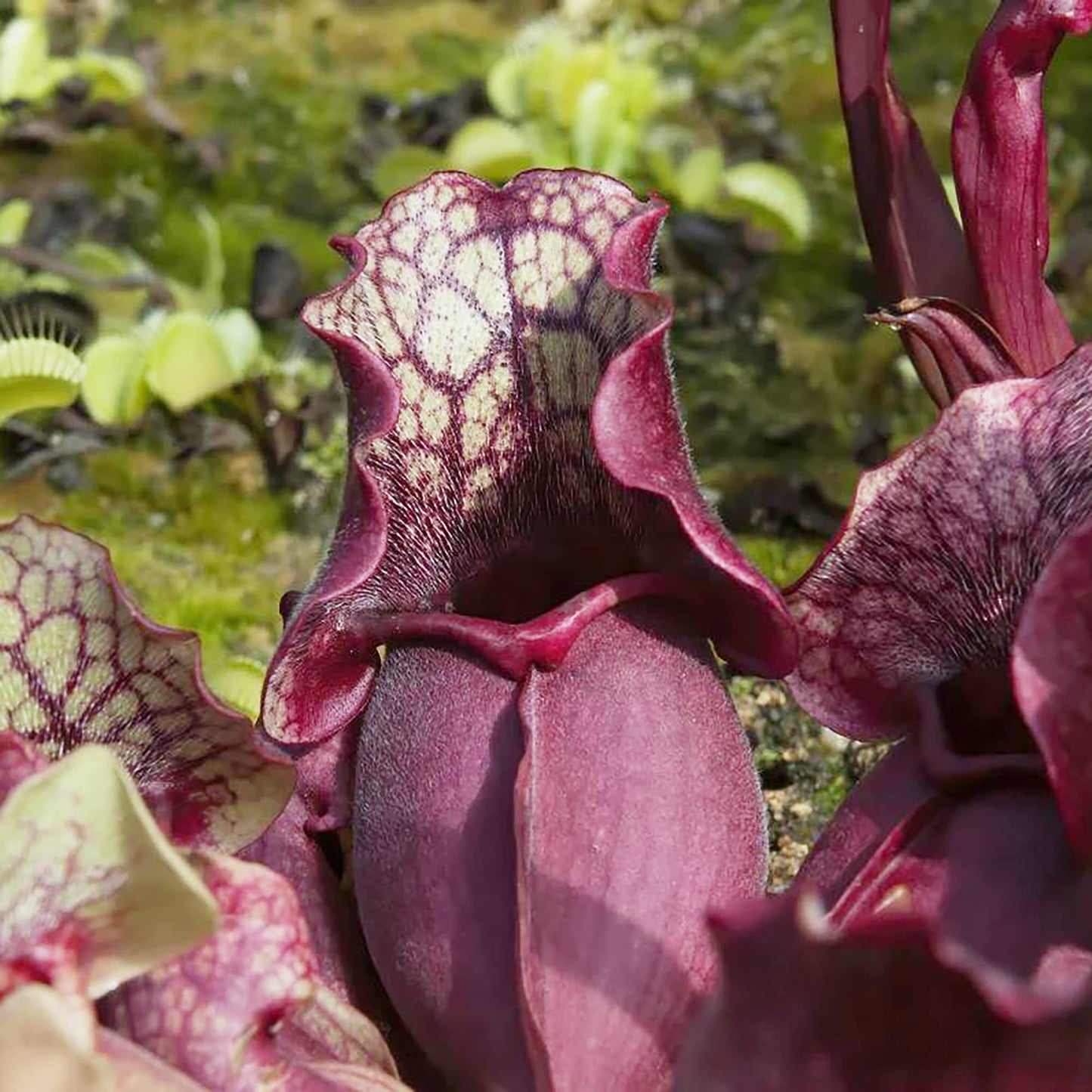 Sarracenia Purpurea Seeds Purple Pitcher Plant Unique Pitcher-Shaped Leaves Attract Pollinators Thrive in Nutrient-Poor Wetland Environments Garden Outdoor 25Pcs by YEGAOL Garden