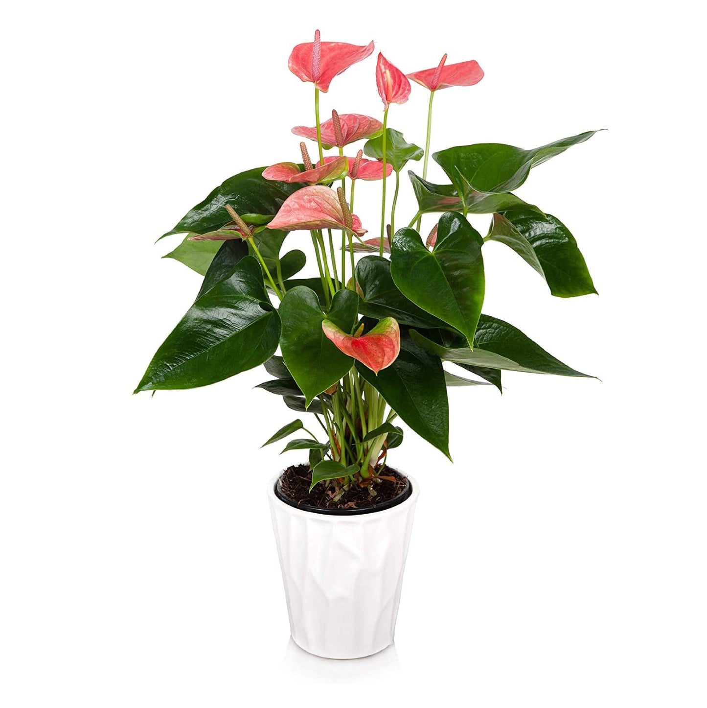 Plants and Blooms Shop JAI261 Anthurium Easy Care Live Plants, 5" Diameter, Pink