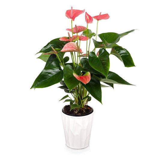 Plants and Blooms Shop JAI261 Anthurium Easy Care Live Plants, 5" Diameter, Pink