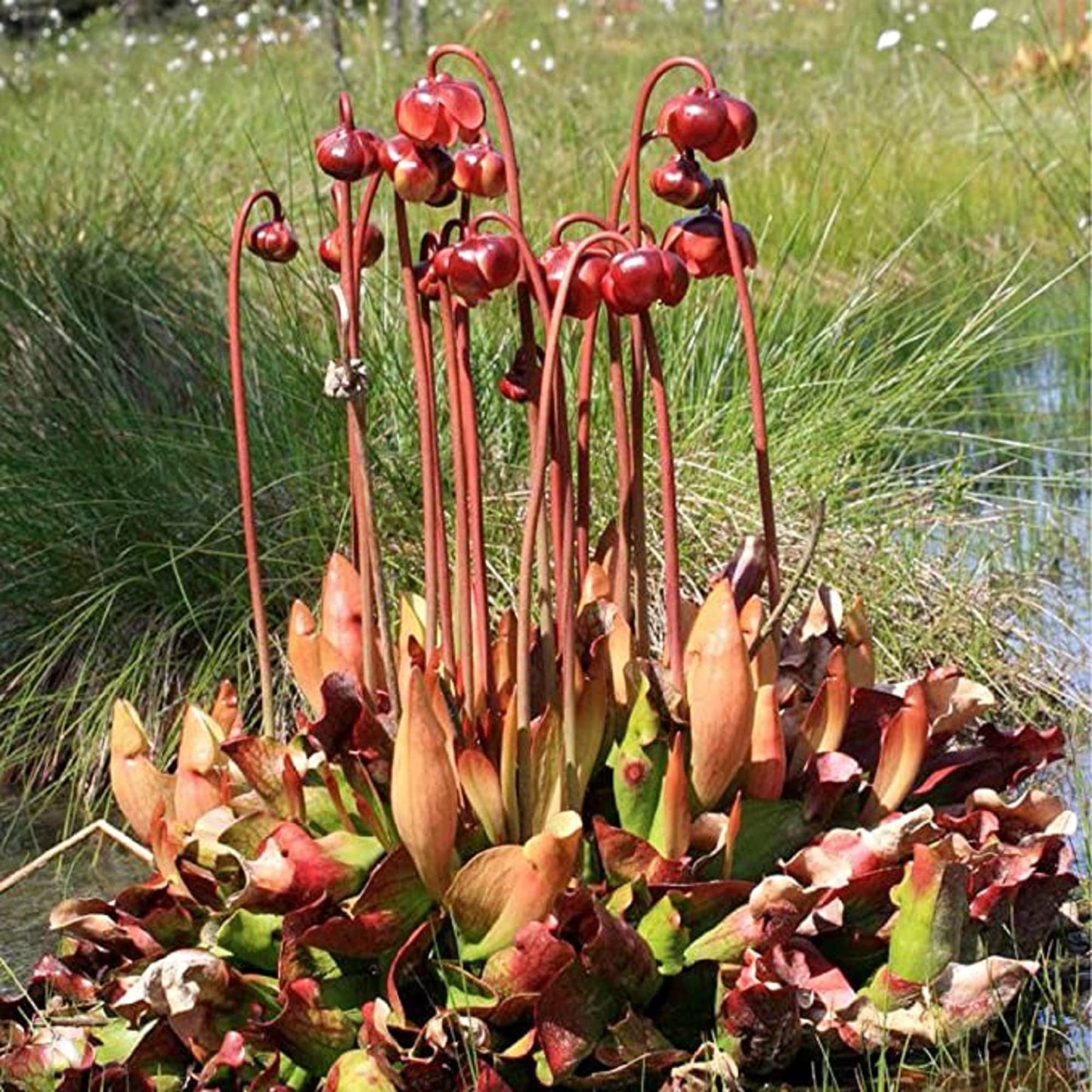CHUXAY GARDEN Sarracenia Purpurea-Purple Pitcher Plant,Northern Pitcher Plant,Turtle Socks,Side-Saddle Flower 25 Seeds Hardy Carnivorous Plant Great for Garden