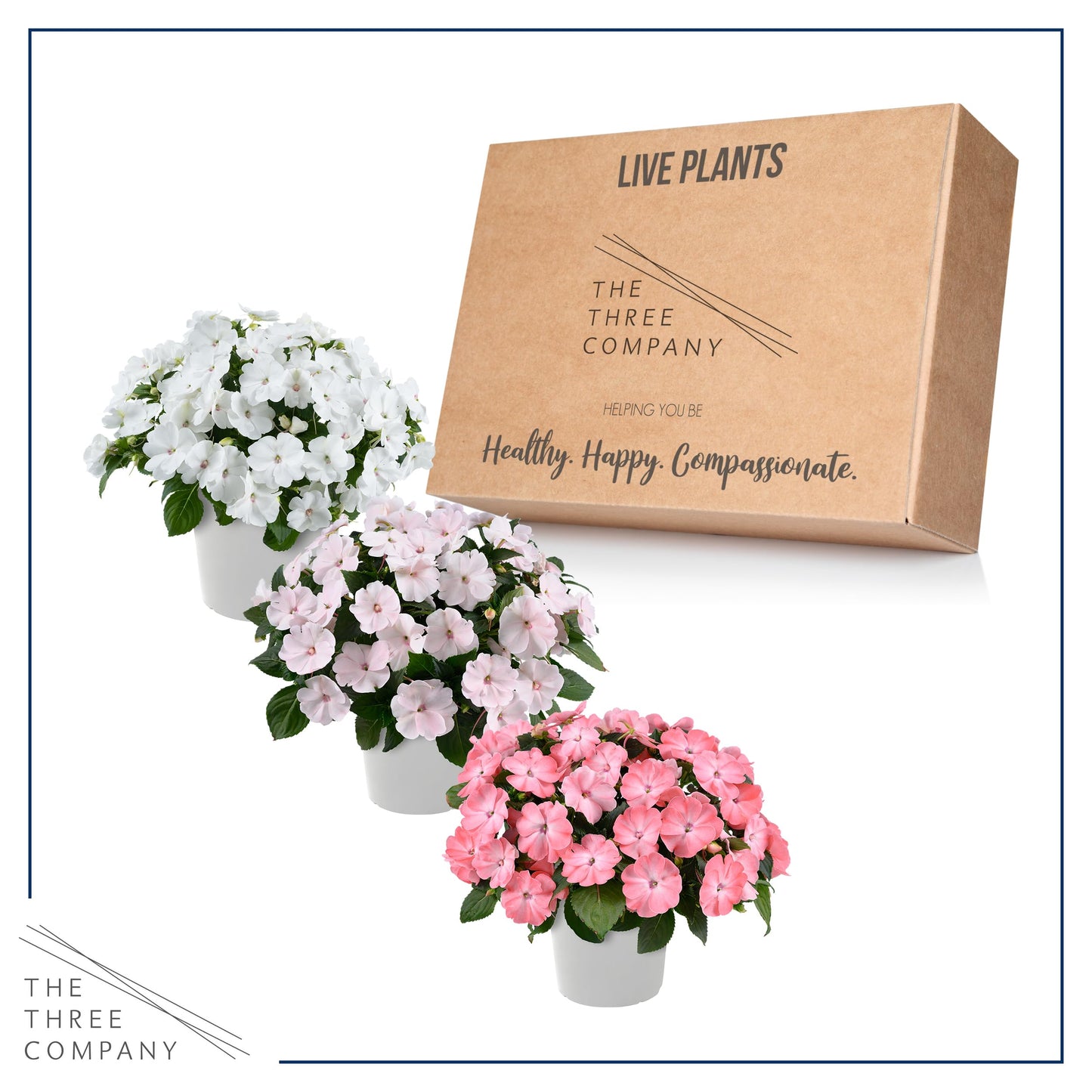 Live Flowering New Guinea Impatiens - Grower's Choice Assorted Colors (3 Plants Per Pack) - Beautiful Flowering Shade Flowers - 12" Tall by 5" Wide in 1 Qt Pot