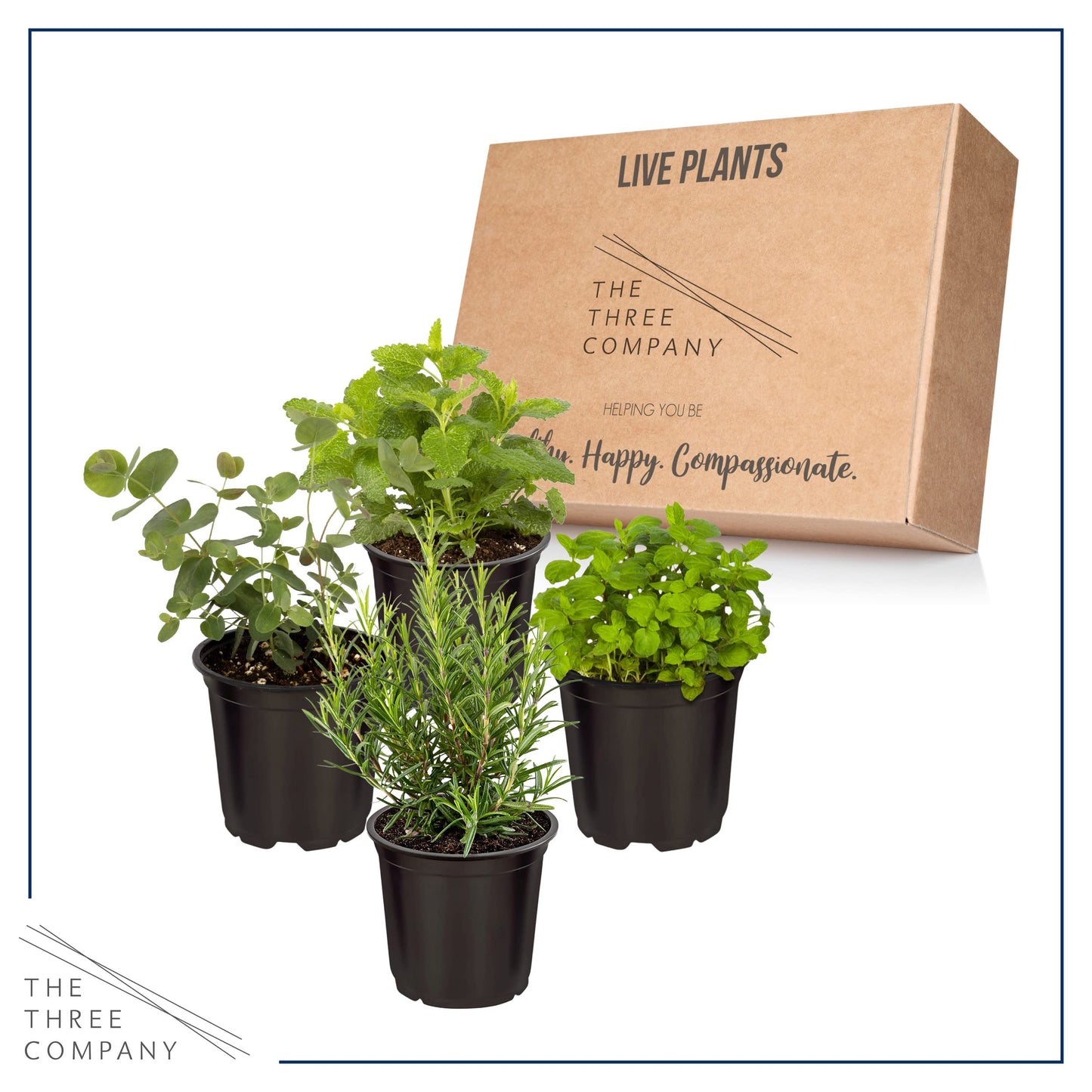 Live Aromatic and Edible Herbs - Assorted Varieties (4 Per Pack) - Lemon Verbena, Eucalyptus, Mint, Lemon Balm - 6" Tall by 3" Wide in 1 Pint Pot